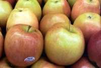 For the second year running exports of Golan Druze apples to Syria are set to begin this week