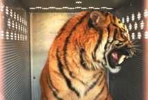 Swiss World Cargo shipped live tiger to the biblical zoo in Jerusalem