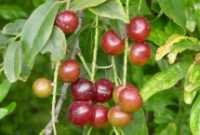 Cherry Farmers seek permission to Export to Syria