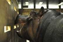 Lufthansa Cargo flew two hippos from Ramat Gan Safari to Ho Chi Minh City zoo