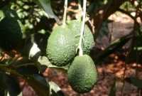 Israel: Avocado exports to increase by 50%