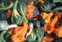 US to allow imports of Squash Flowers from Israel