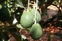 Avocado growers are expecting NIS 165 million in revenues