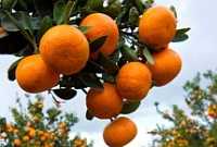 Carmel's citrus season opened earlier this year