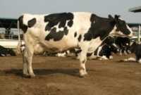 Israeli dairy cows outperform their EU & USA counterparts